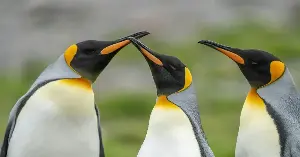 Researchers count penguins from space