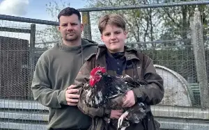 Cockerels banned for crowing risk being culled or dumped in street