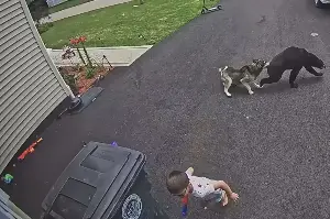 Heroic dog jumps into action to protect little boy from a charging black bear