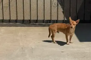 Dog rescuer devastated by abandoned dog's hope: "Oh, baby boy… they didn’t come back for you."