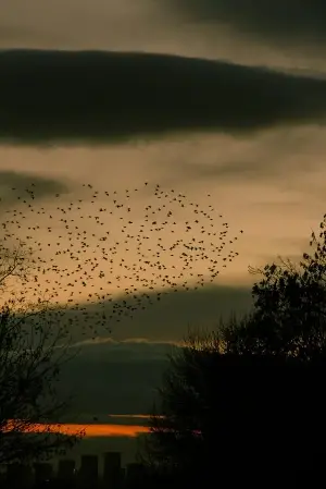 Migrating birds use quantum vision