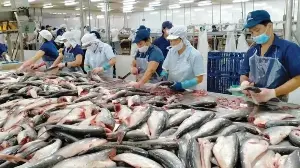 Vietnam's shrimp export challenges arise.