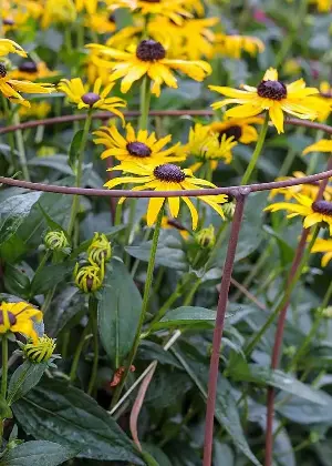 The Mid-Summer Garden Reset — 7 Things to Do Outdoors in July to Refresh Your Space