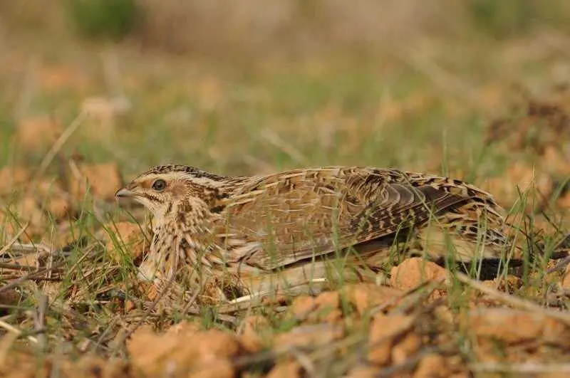 SEO/BirdLife pide a las comunidades autónomas suspender la caza de especies en declive durante la media veda