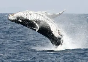How do scientists weigh whales and black holes?