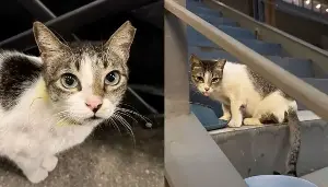 Animal volunteer group honors community cat Ghost, calls for justice continue