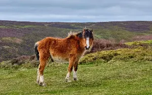 Dartmoor’s ponies don’t deserve to die