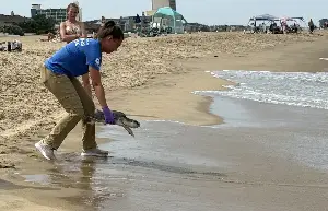 Loggerhead sea turtle releases at Virginia Beach’s North End draw applause