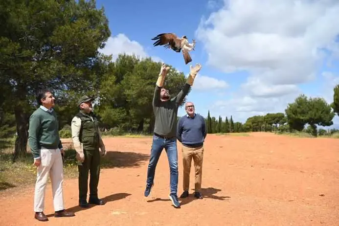 Liberada en el Parque de la Dehesa del Generalife un águila calzada recuperada en el CREA El Blanqueo