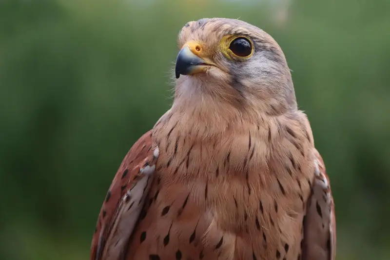 Las olas de calor llevan a las aves al límite: la temperatura puede provocar mortandades masivas