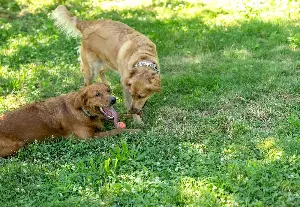 Golden Retriever Siblings Play in Yard, Internet Obsessed With Owner’s View