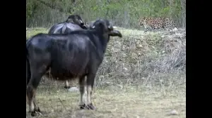 Wildbuzz | Quick to beat a retreat