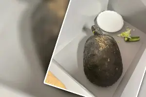 Turtle makes surprise appearance at police station – and it wasn't to report a crime!