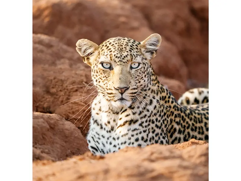 Safaris in Zambia