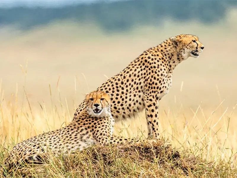Safaris in Tanzania