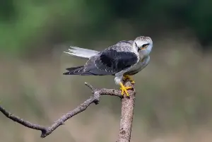 Black-winged Kite bird valued at RM100,000 seized in Kapar