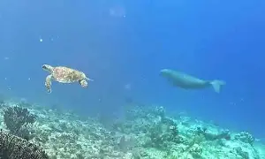 Dugong, turtle spotted in Pujada