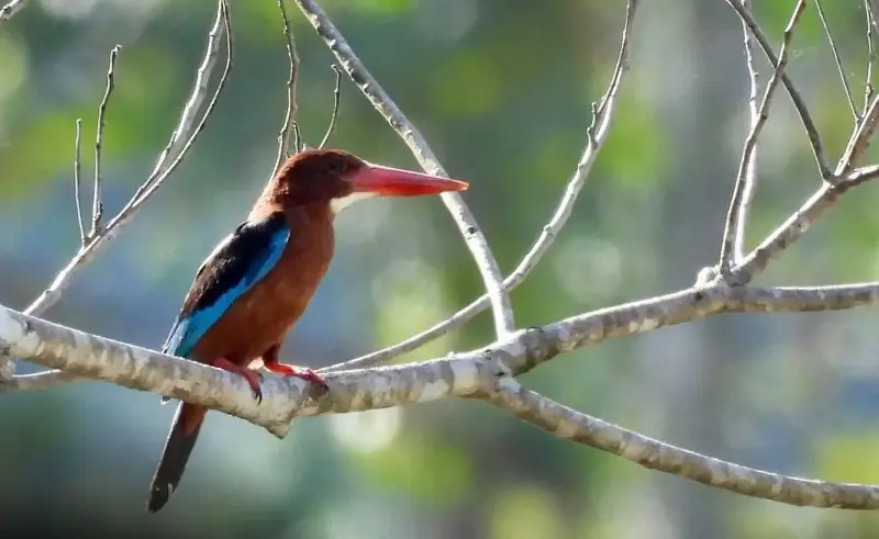 kingfisher