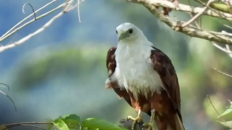 Brahminy kite