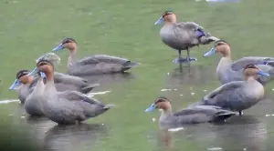 Where Philippine ducks gather, Apayao’s wild riches come into view