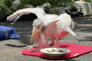 Rare stork born in Chon Buri