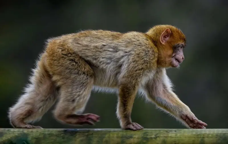 Distancia social simia: los macacos también se vuelven cautelosos ante los virus