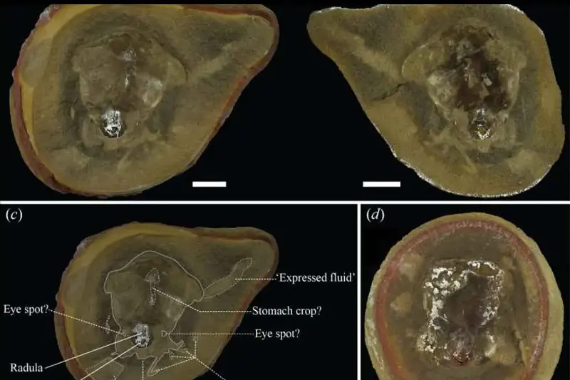 Sembrava il fossile del polpo più antico del mondo, ma quei denti nascosti riscrivono la sua storia e identità