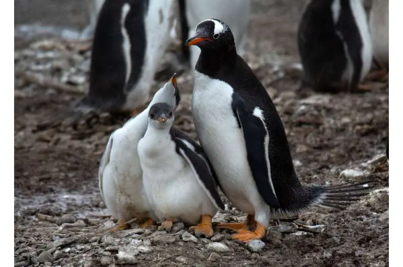 Gentoo penguins cope with climate change heatwaves by breeding earlier