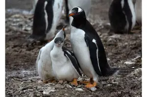 Gentoo penguins cope with climate change heat waves by breeding earlier