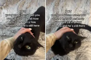 Woman Got a Kitten Aged 9, Tears at What Happens 18 Years Later