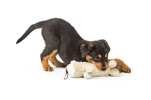 Growing pains: Tips for puppy teething