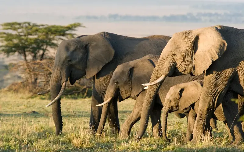 In some cases, mother elephants were seen to create a medicine by mixing specific roots and leaves with breast milk - Andrew Linscott/E+