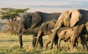 Elephants forage for and mix their own medicines