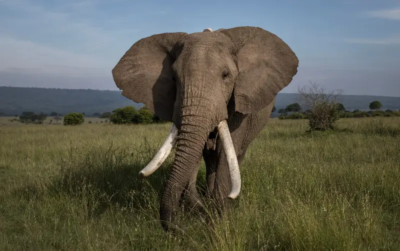 The findings reveal a level of sophisticated self-medication among animals not previously documented - Siegfried Modola/Getty Images