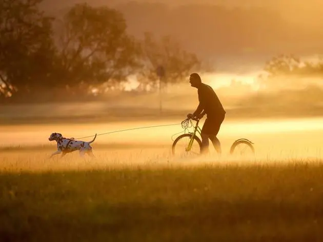 Volle Fahrt voraus: Auf dem Dogscooter zieht der Hund Herrchen oder Frauchen mit voller Power.