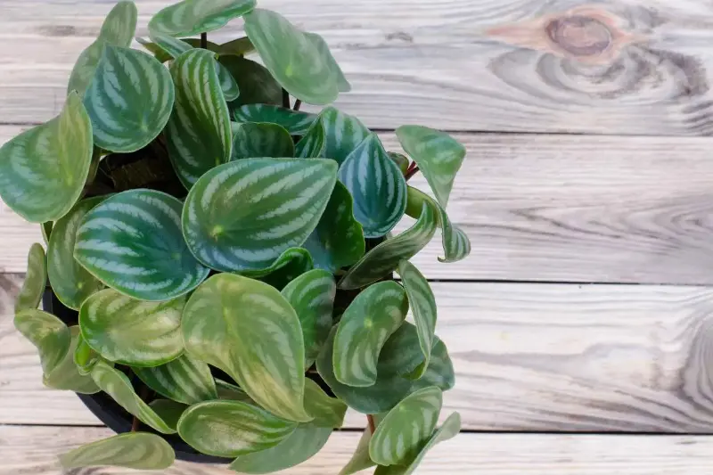 peperomia