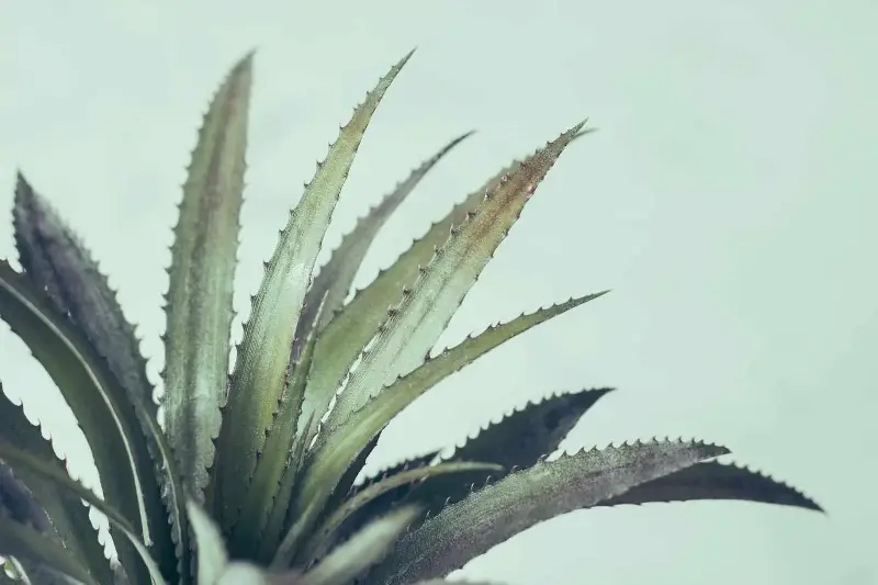aloe