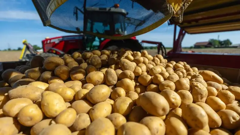 Miese Kartoffelernte lässt Preise steigen