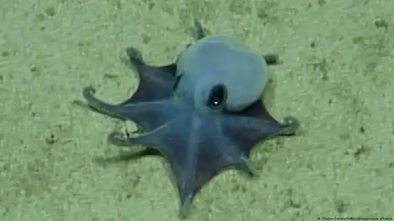 Submarino detectó algo inusual en las profundidades de Galápagos: un pulpo azul de nueva especie