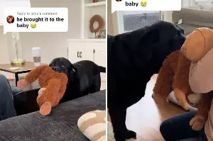 Tears at First Thing Labrador Does When Owners Bring Home New Baby