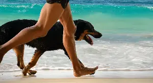 Tips for safely enjoying the beach with your dog