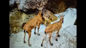 Kashmir’s elusive giant: Endangered Markhor population shows signs of recovery
