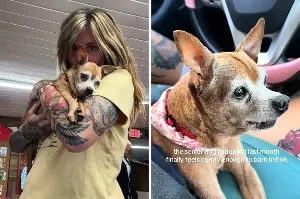 Dog finally feels safe enough to bark after 12 years of struggle: "He's coming back to life"