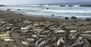 The seals thrive on protected land.