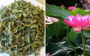 Lotus leaves, a precious medicinal herb in the summer.