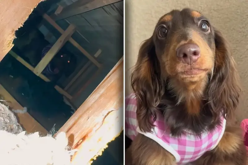 Dog owner is baffled to see the bizarre "renovations" her pup did to the couch: "This was her masterpiece"