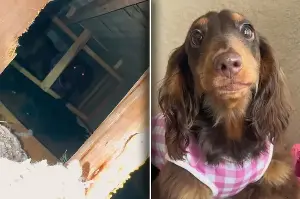 Dog owner is baffled to see the bizarre "renovations" her pup did to the couch: "This was her masterpiece"