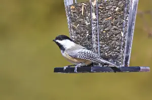 Earth Talk: Bird feeders