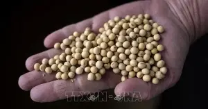 Soybean prices are under pressure amid concerns about cooling supply.