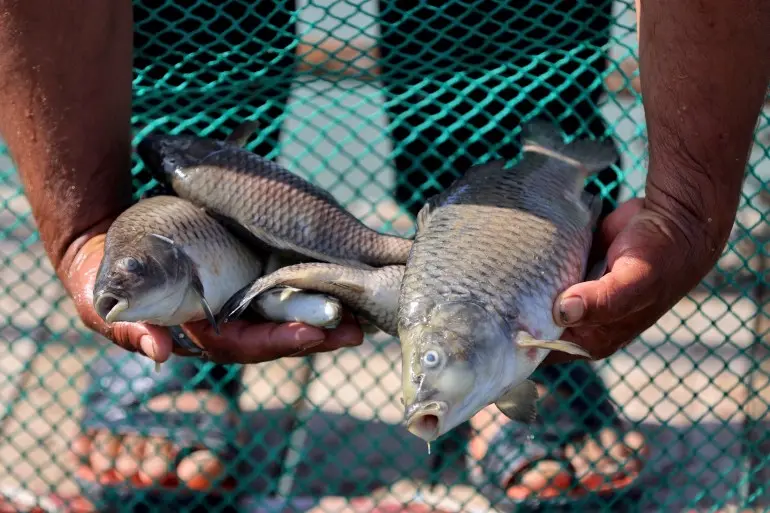 An Iraqi fish farmer holds dead fish from a tank at his farm in the town of Zubaydiya, near the city of Kut in southern Iraq on April 14, 2026. Earlier this month, after yet another dry season, a brief spell of rain led Iraqi authorities to open the gates of the key Hamrin Dam, sending water into the Diyala River -- a tributary of the Tigris south of Baghdad -- that is choked with untreated sewage. Following the recent fish die-off, authorities vowed they will take the necessary measure to treat wastewater before discharge. But decades of conflicts have left the country's infrastructure in a pitiful state and its water management systems in disrepair. (Photo by AHMAD AL-RUBAYE / AFP)